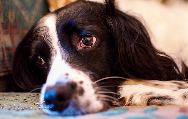 5 Most Common Health Issues in Dogs