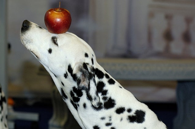 Dog With Apple