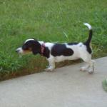 Pixie - dog name rating, history and meaning | Dog Names Woof Pixie - dog name rating, history and meaning | Dog Names Woof