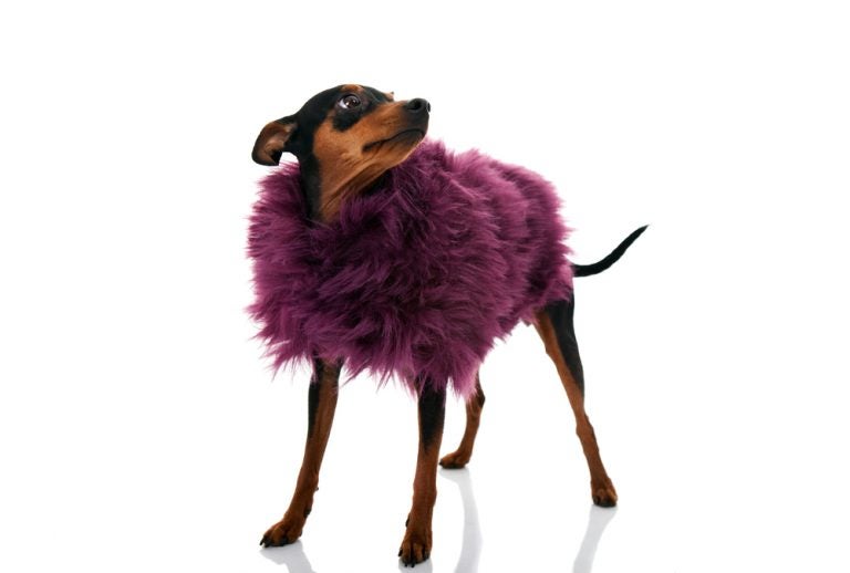 Dog names woofweekly dog names dog names woof 